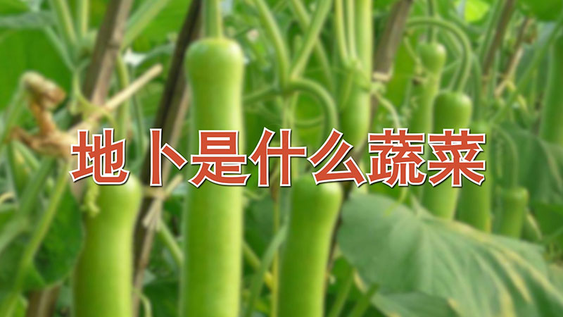 地卜是什么蔬菜