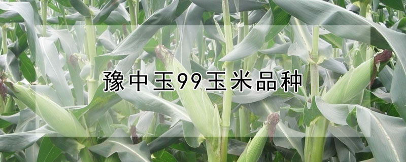 豫中玉99玉米品种