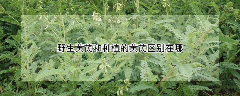 野生黄芪和种植的黄芪区别在哪