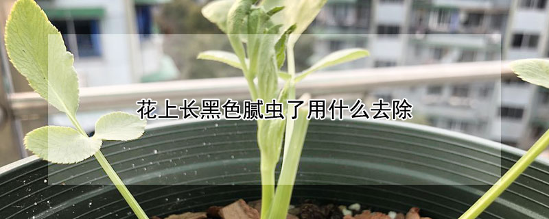 花上长黑色腻虫了用什么去除