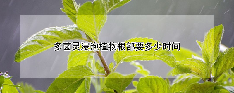 多菌灵浸泡植物根部要多少时间