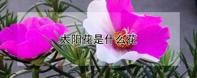 太阳花是什么花