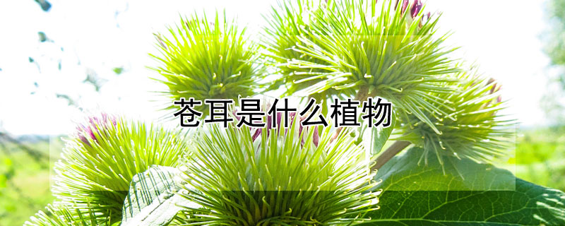 苍耳是什么植物