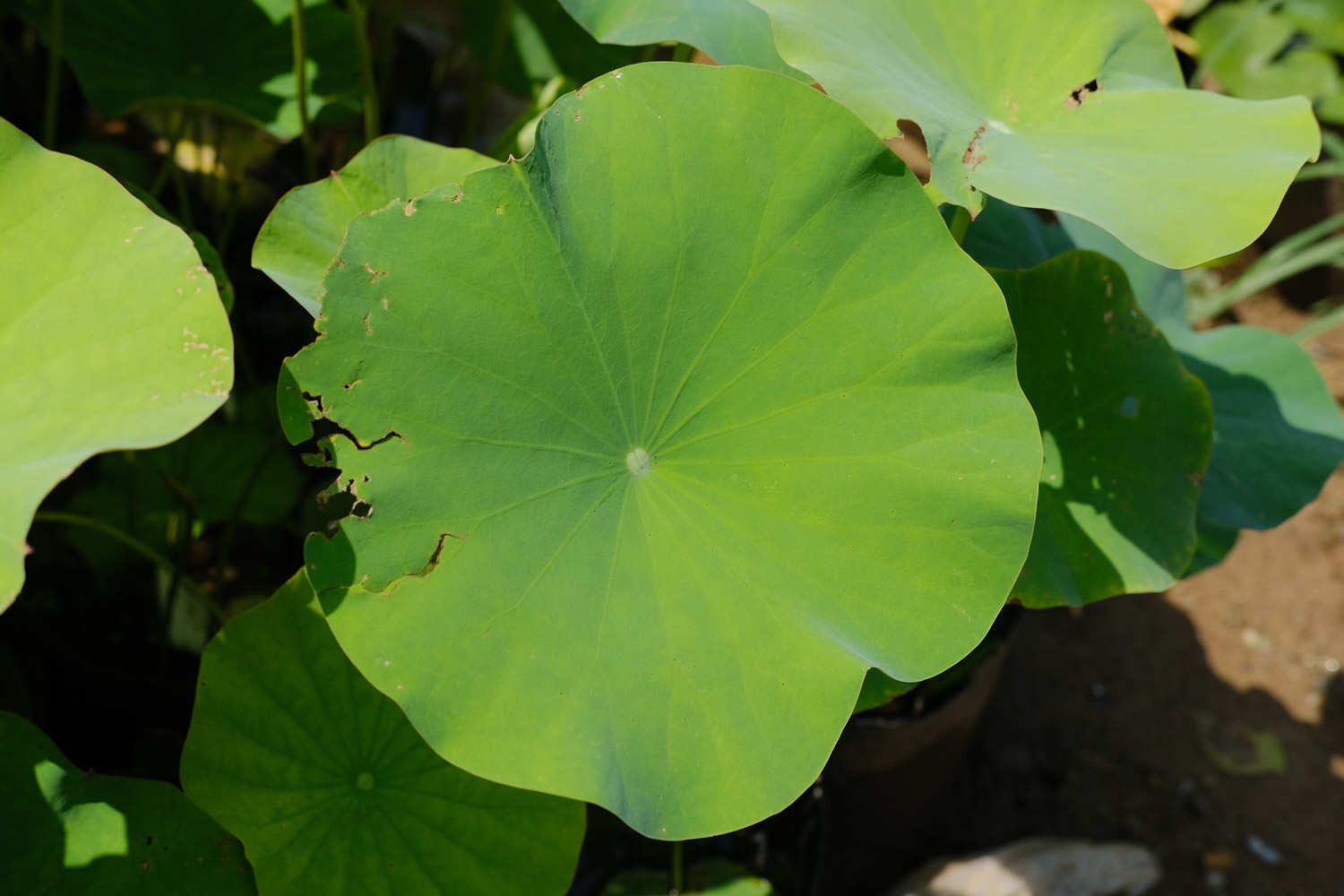 荷花种子怎么发芽