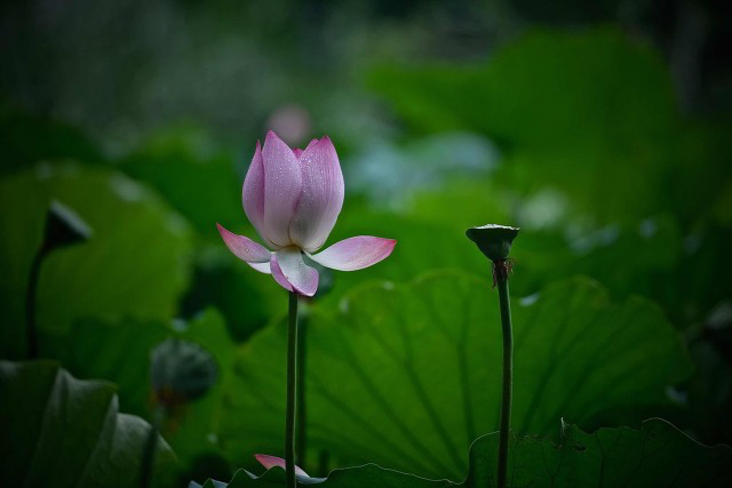 荷花种子怎么发芽