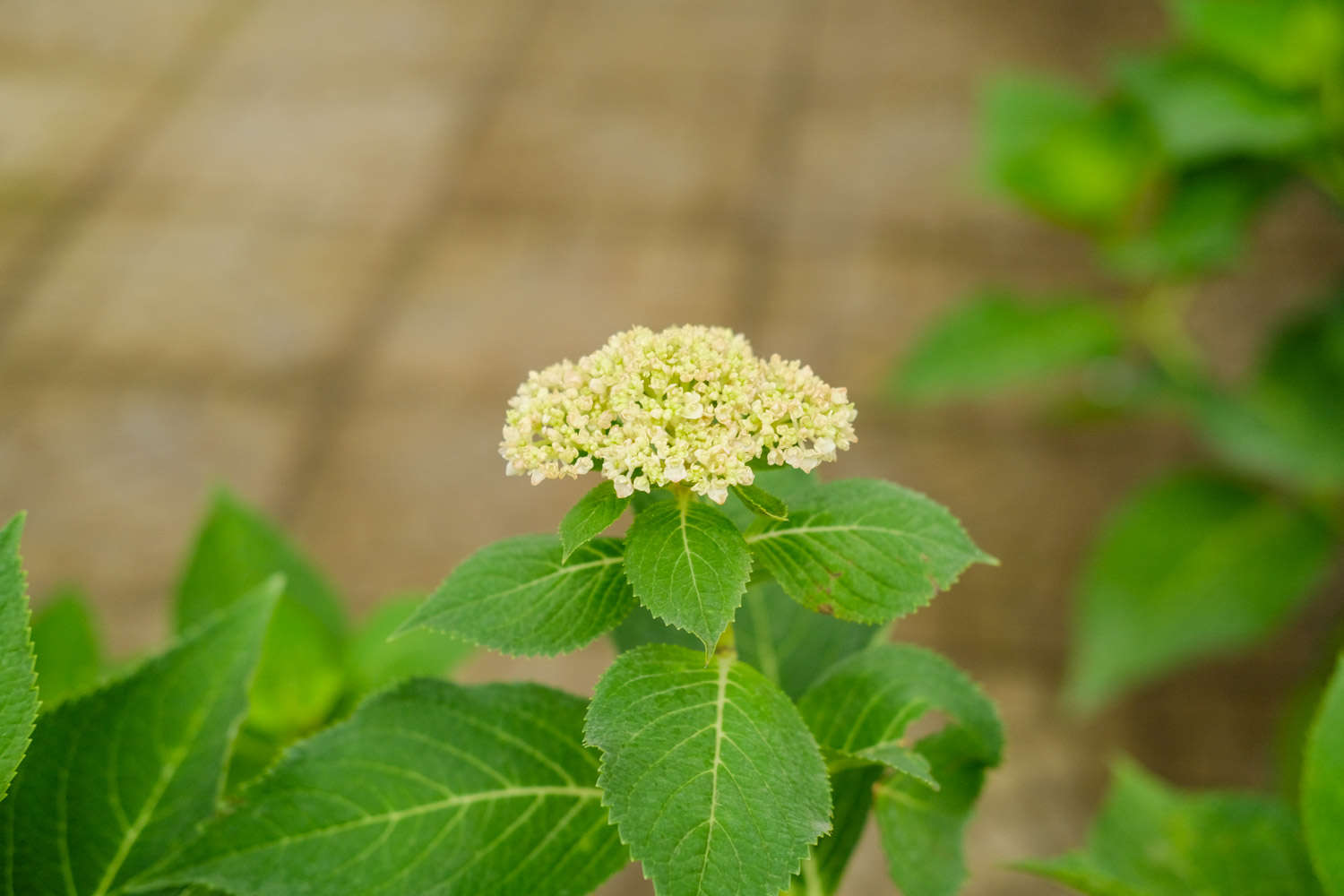 盆栽八仙花换盆及修剪方法