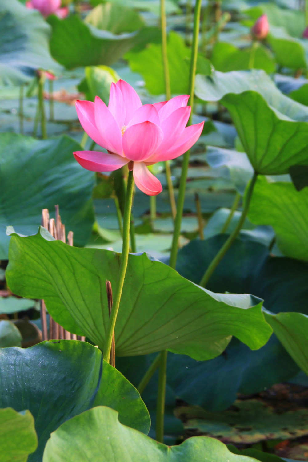 荷花怎么越冬