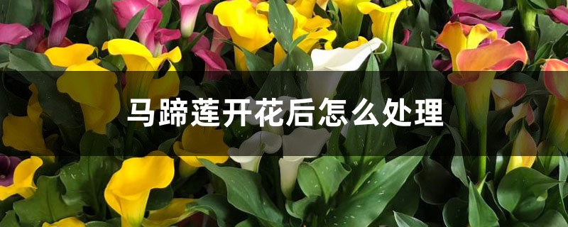 <b>马蹄莲开花后怎么处理</b>