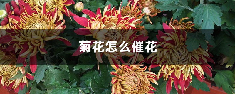 <b>菊花怎么催花</b>