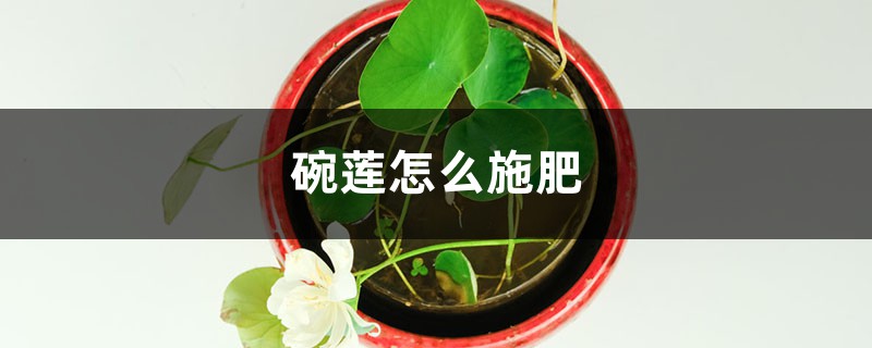 <b>碗莲怎么施肥</b>