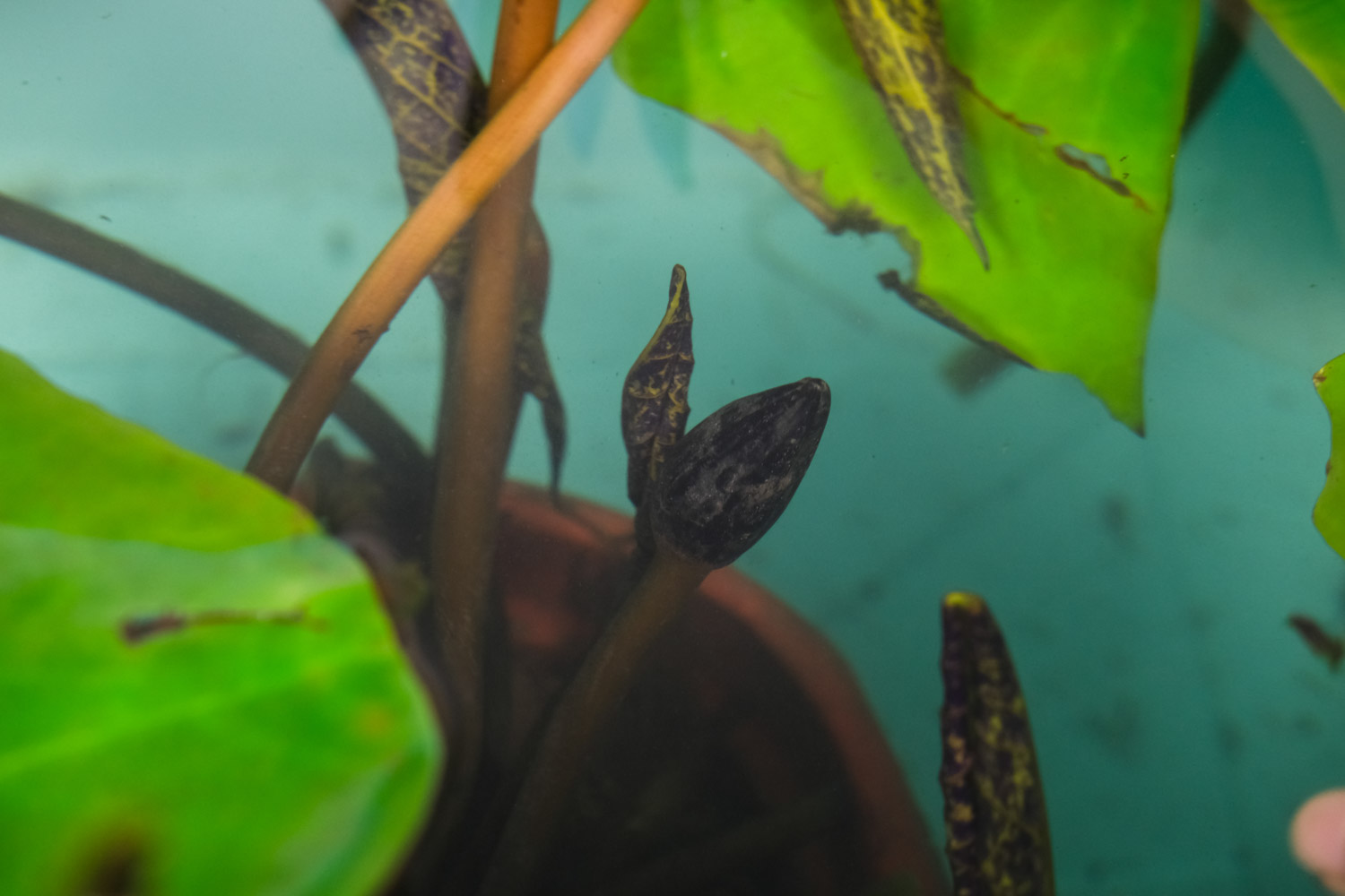 睡莲的种植方法