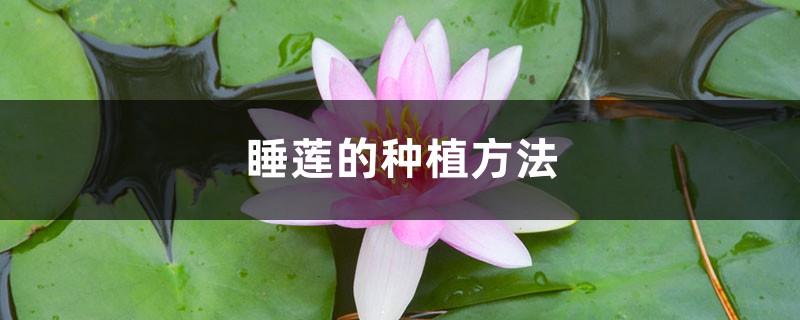 <b>睡莲的种植方法</b>