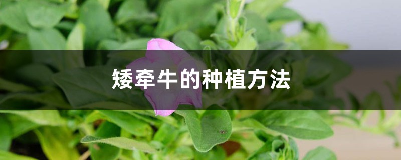 <b>矮牵牛的种植方法</b>