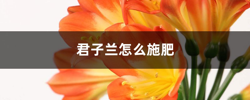 <b>君子兰怎么施肥</b>