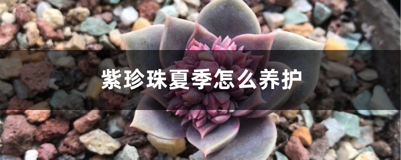 <b>紫珍珠夏季怎么养护</b>