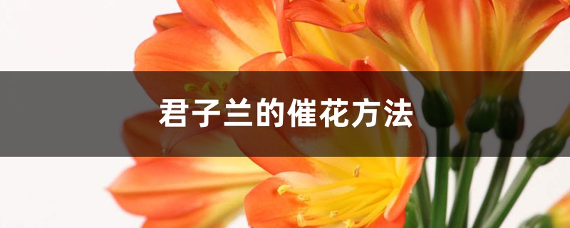 <b>君子兰的催花方法</b>