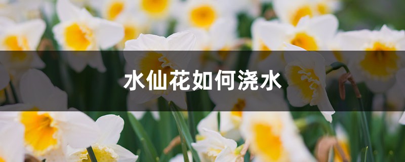 <b>水仙花如何浇水</b>