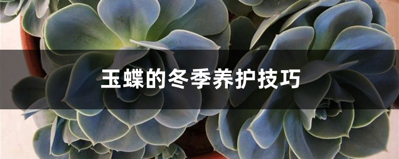 <b>玉蝶的冬季养护技巧</b>