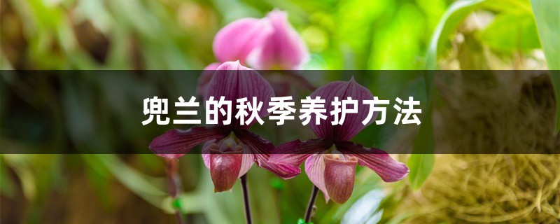 <b>兜兰的秋季养护方法</b>