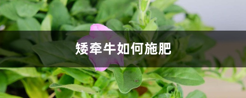 <b>矮牵牛如何施肥</b>