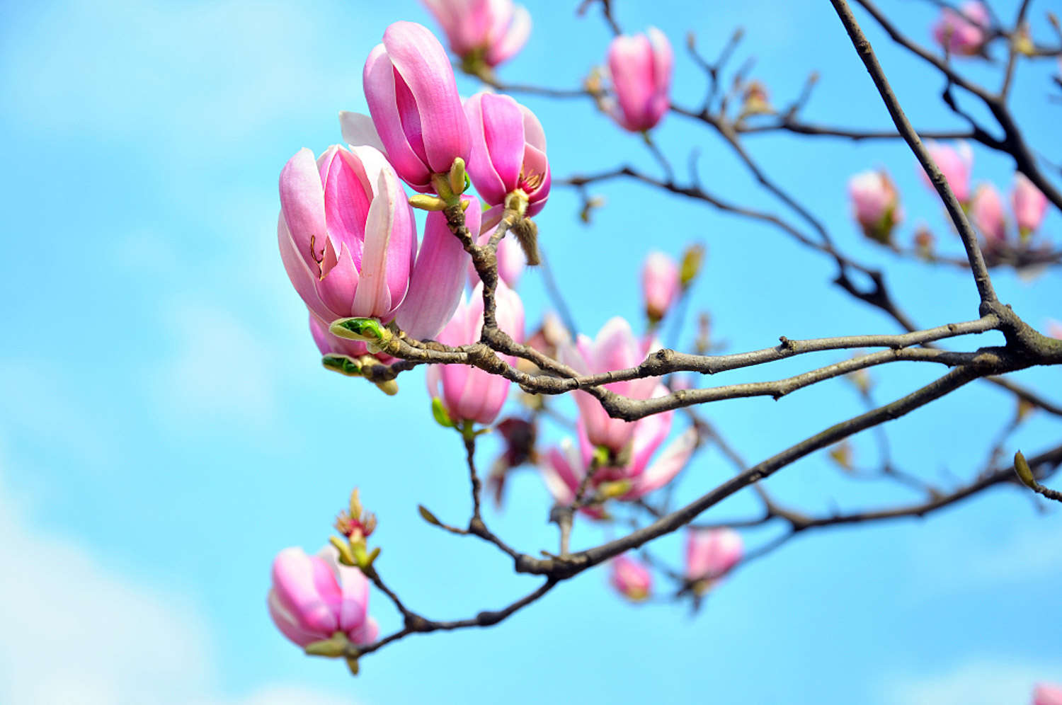 白兰花怎么繁殖