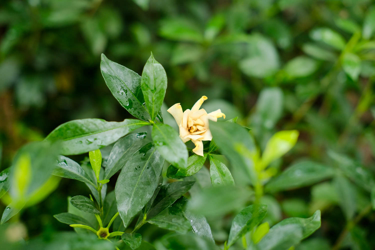 栀子花生长期修剪方法