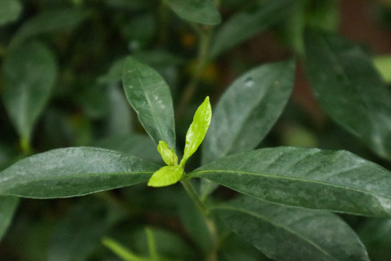 栀子花怎么繁殖