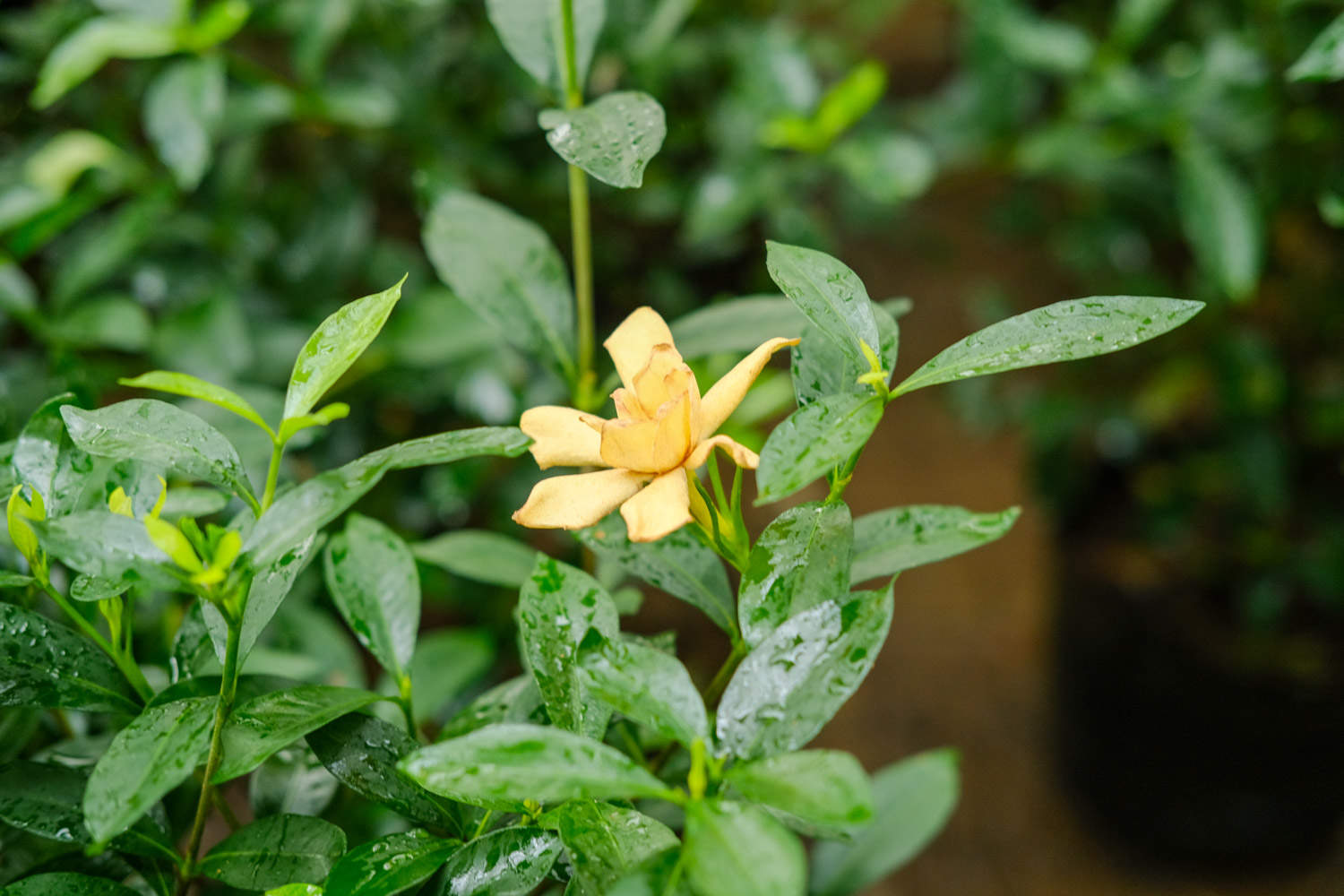 栀子花怎样换盆