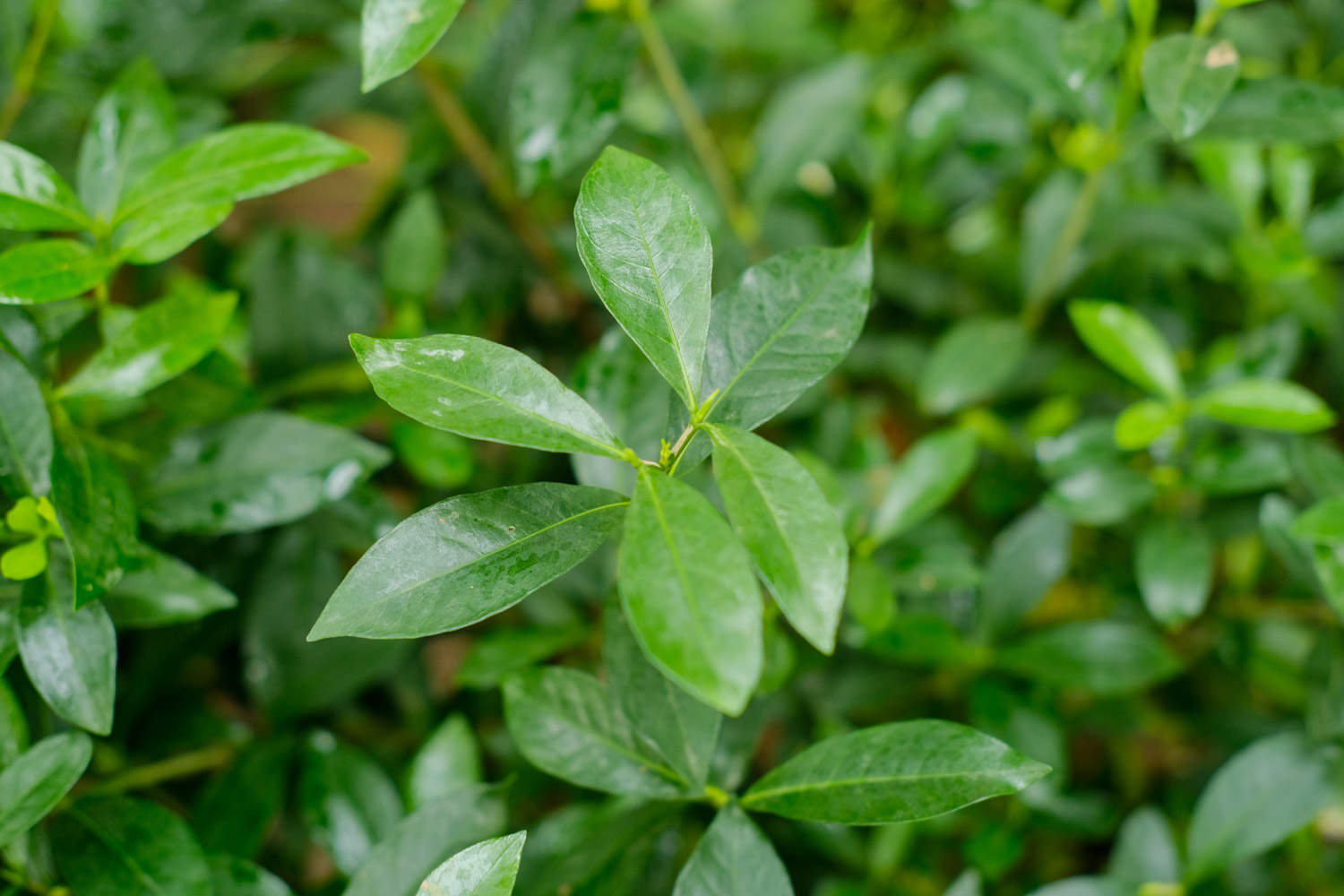 栀子花怎样换盆