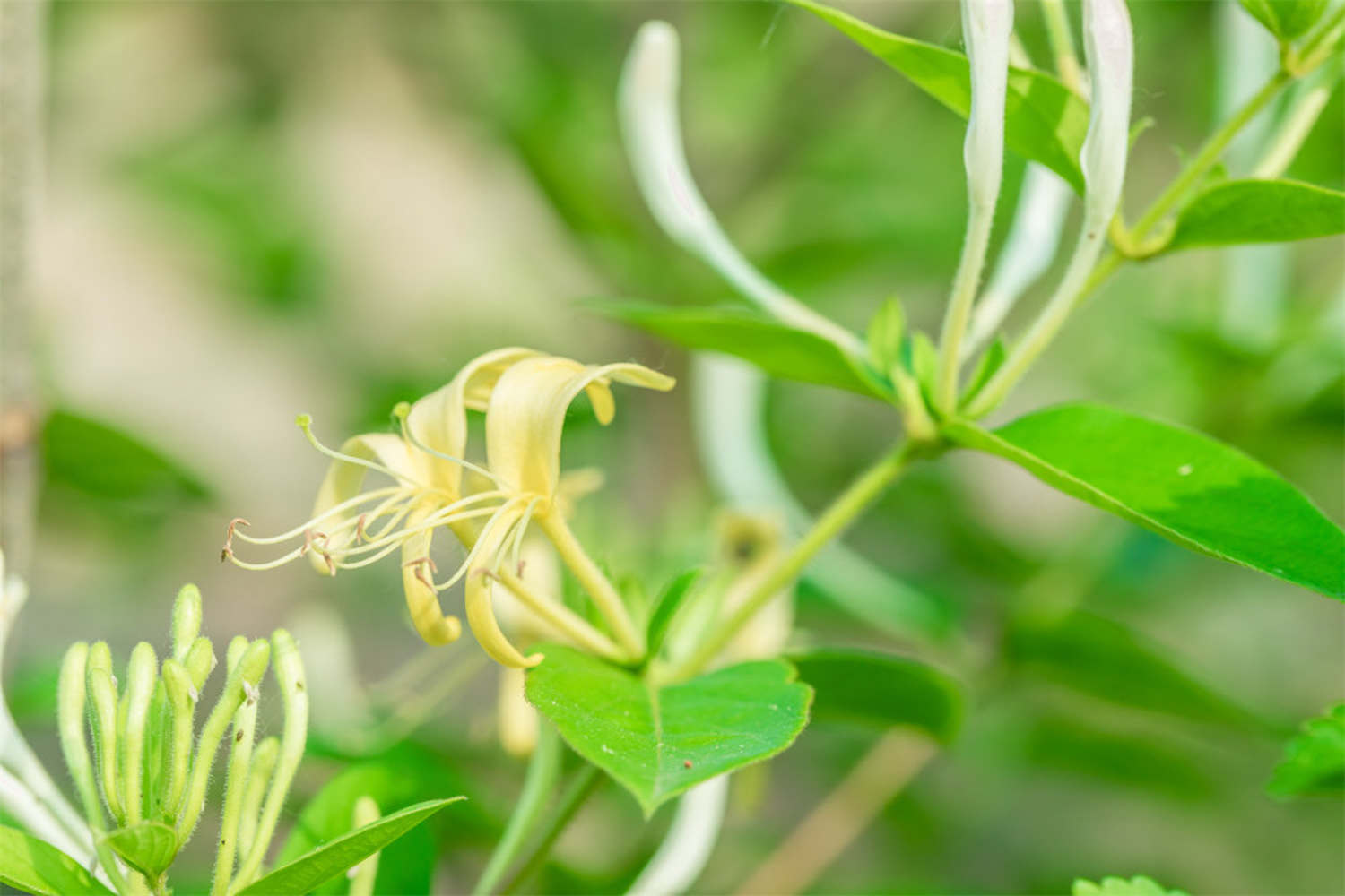 金银花怎么繁殖