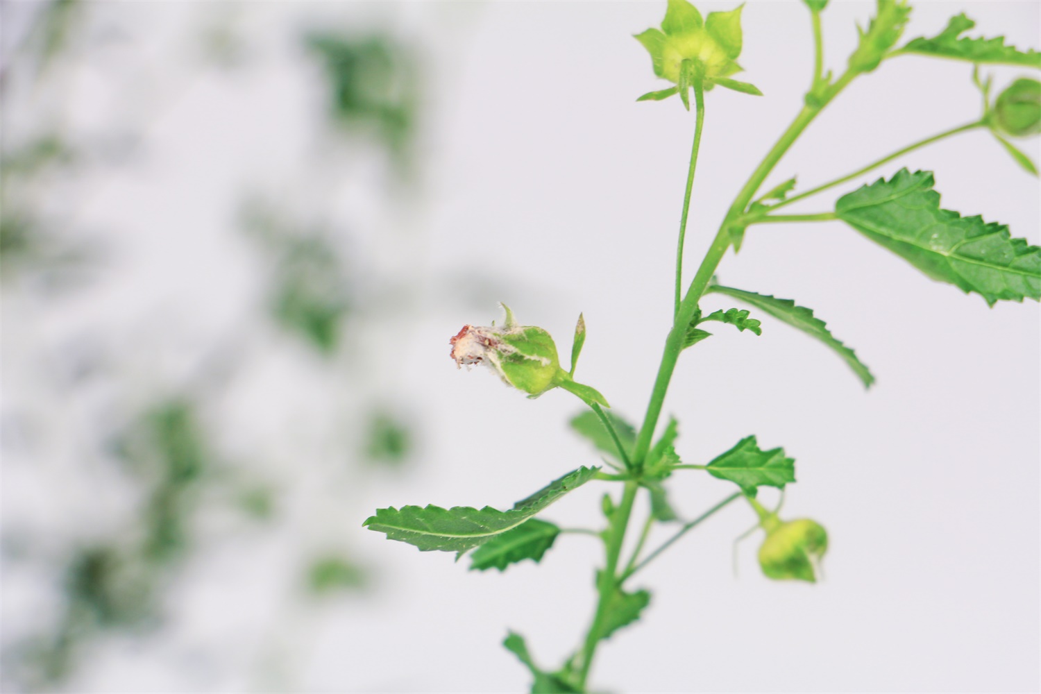 让小木槿多开花的方法