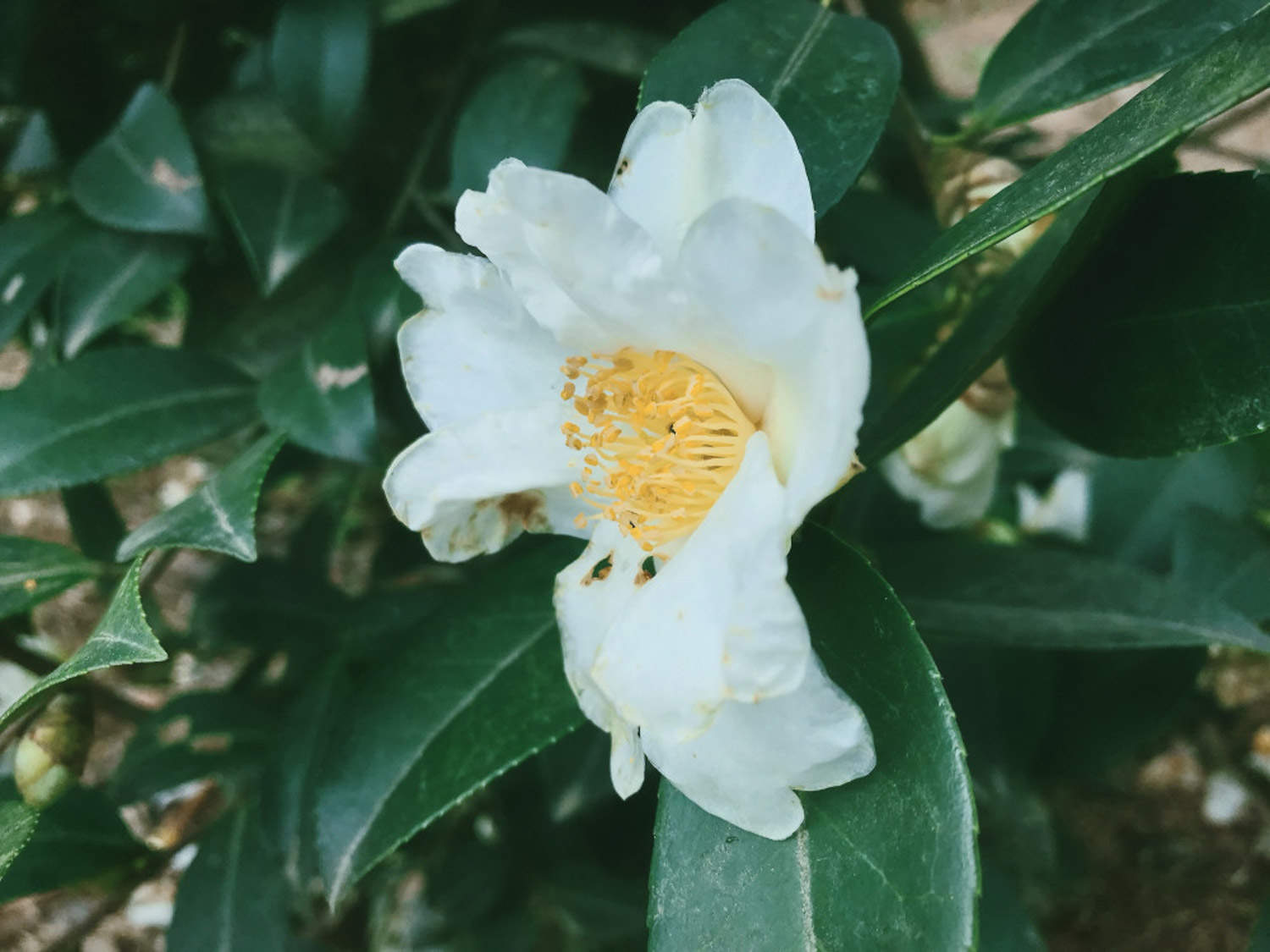 茶花怎么上盆