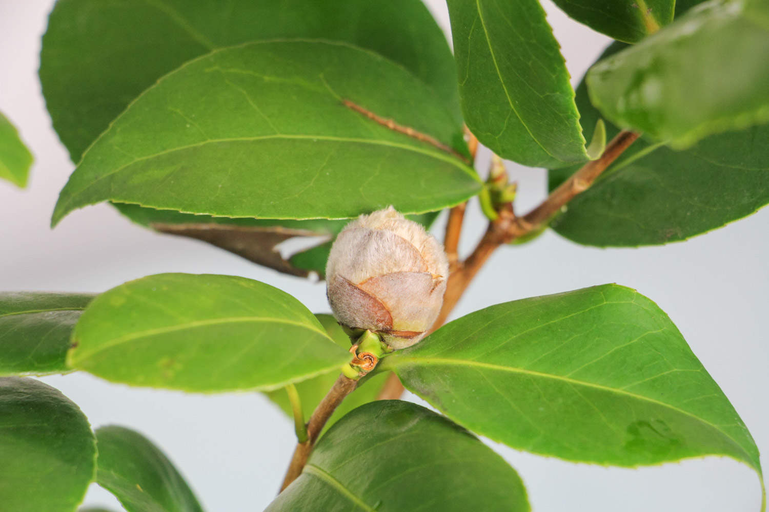 茶花的养护