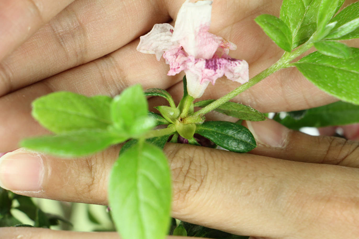 杜鹃花花期管理