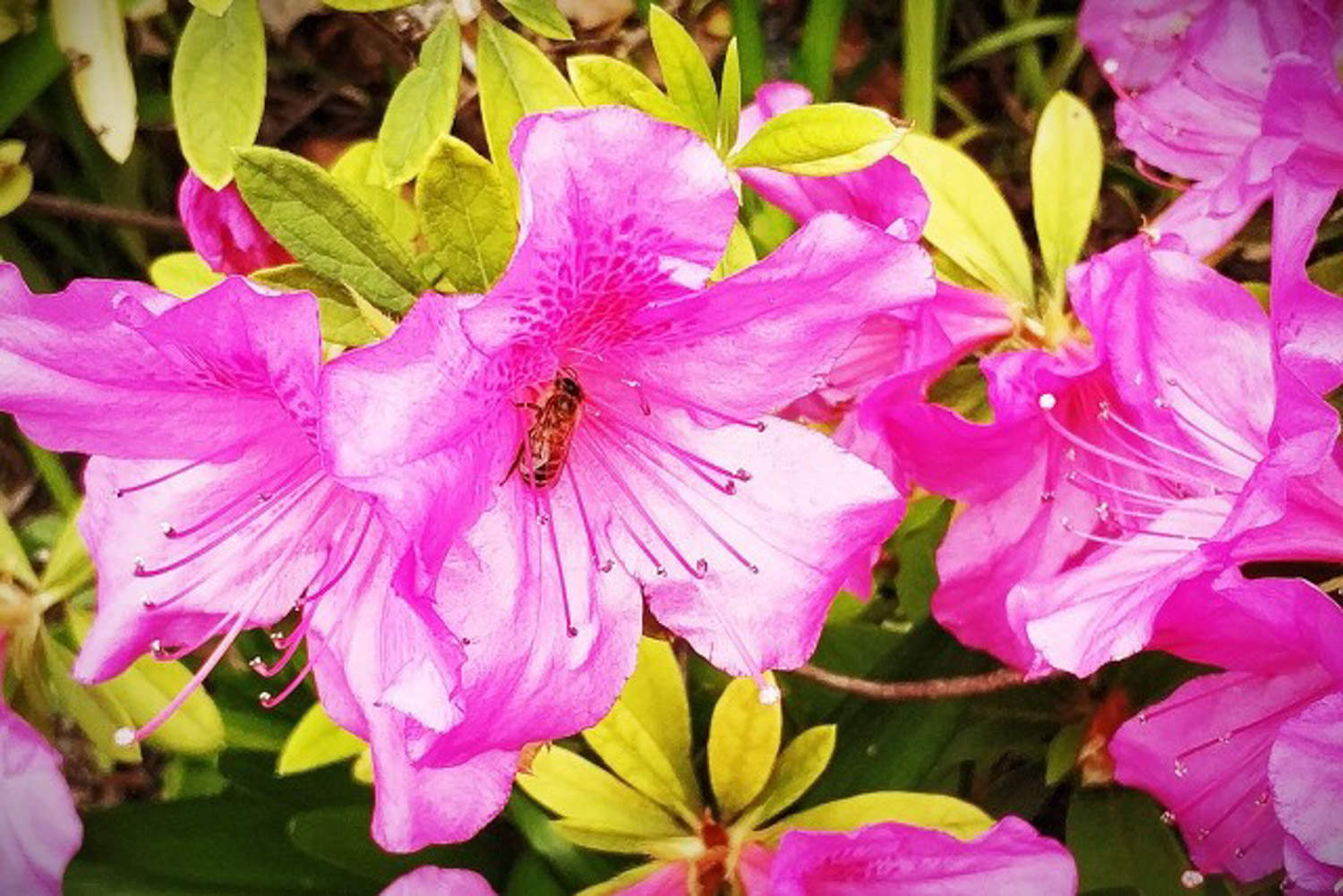 杜鹃花怎么浇水