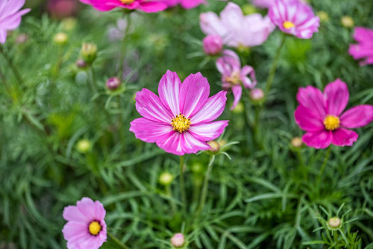 格桑花怎么种