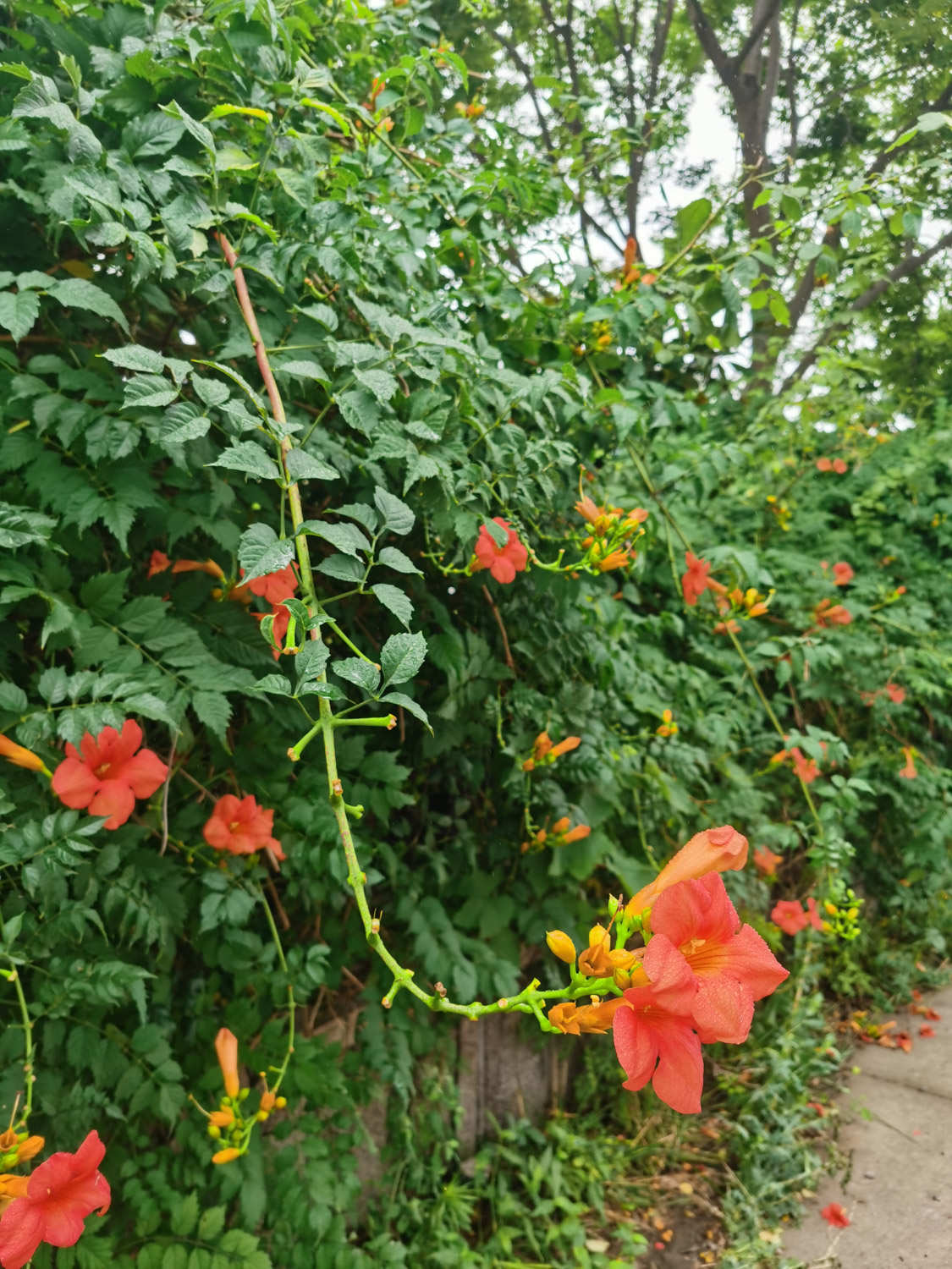 凌霄花的繁殖方法