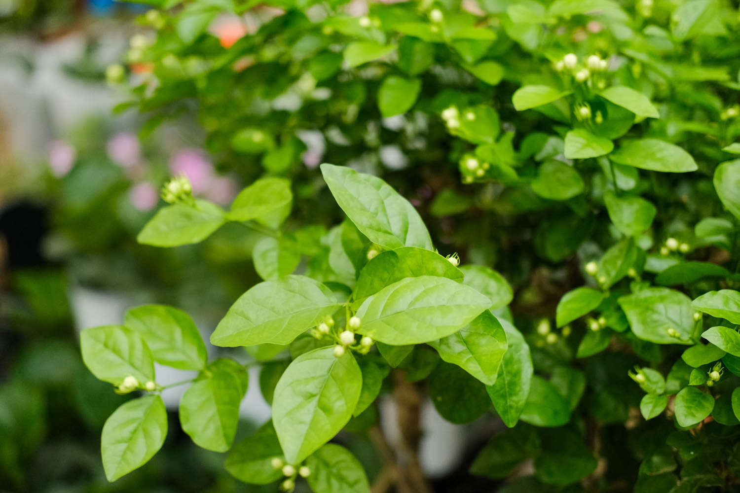 茉莉花掉叶子怎么解决，怎么处理