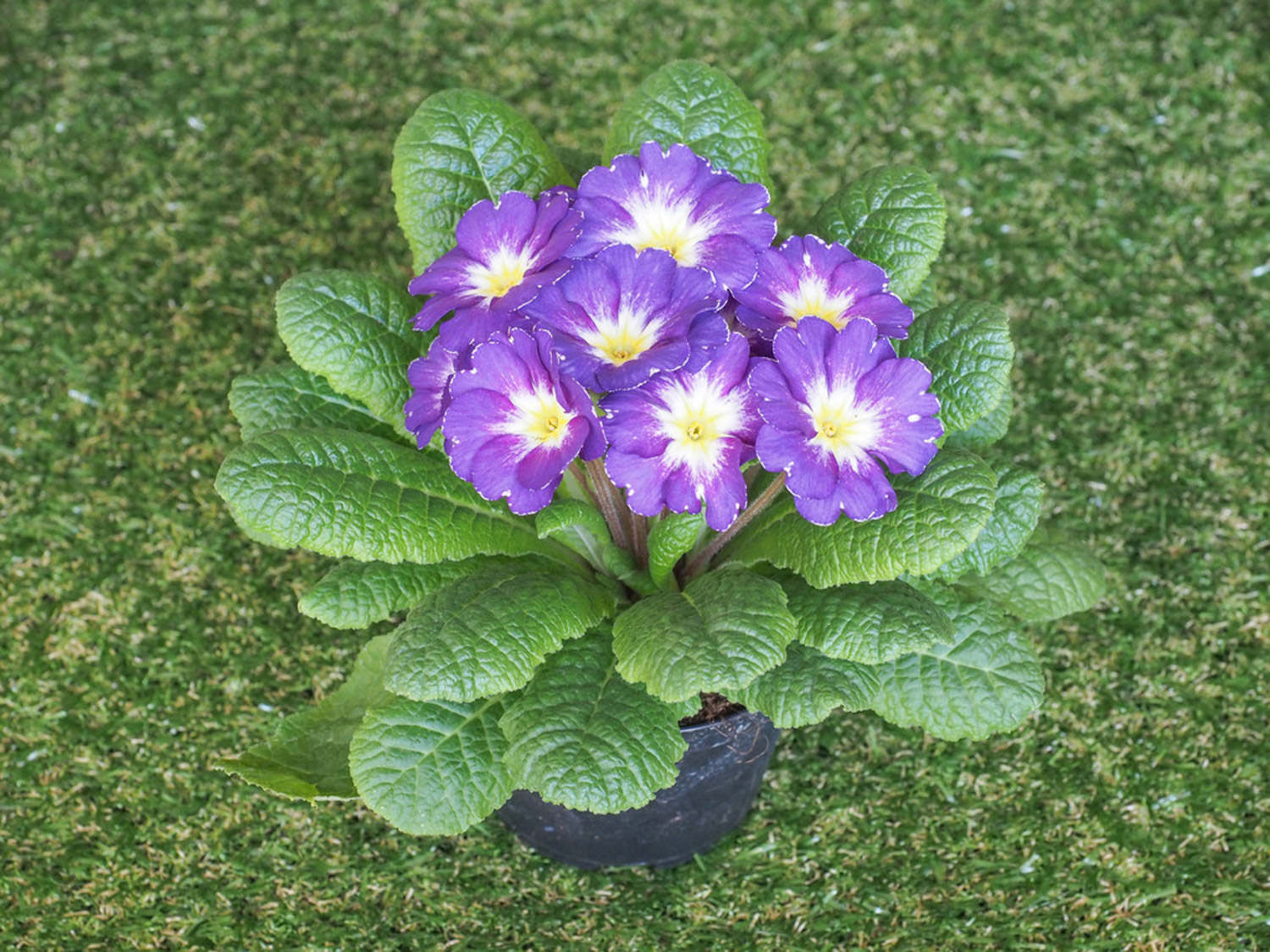 怎样控制报春花的花期