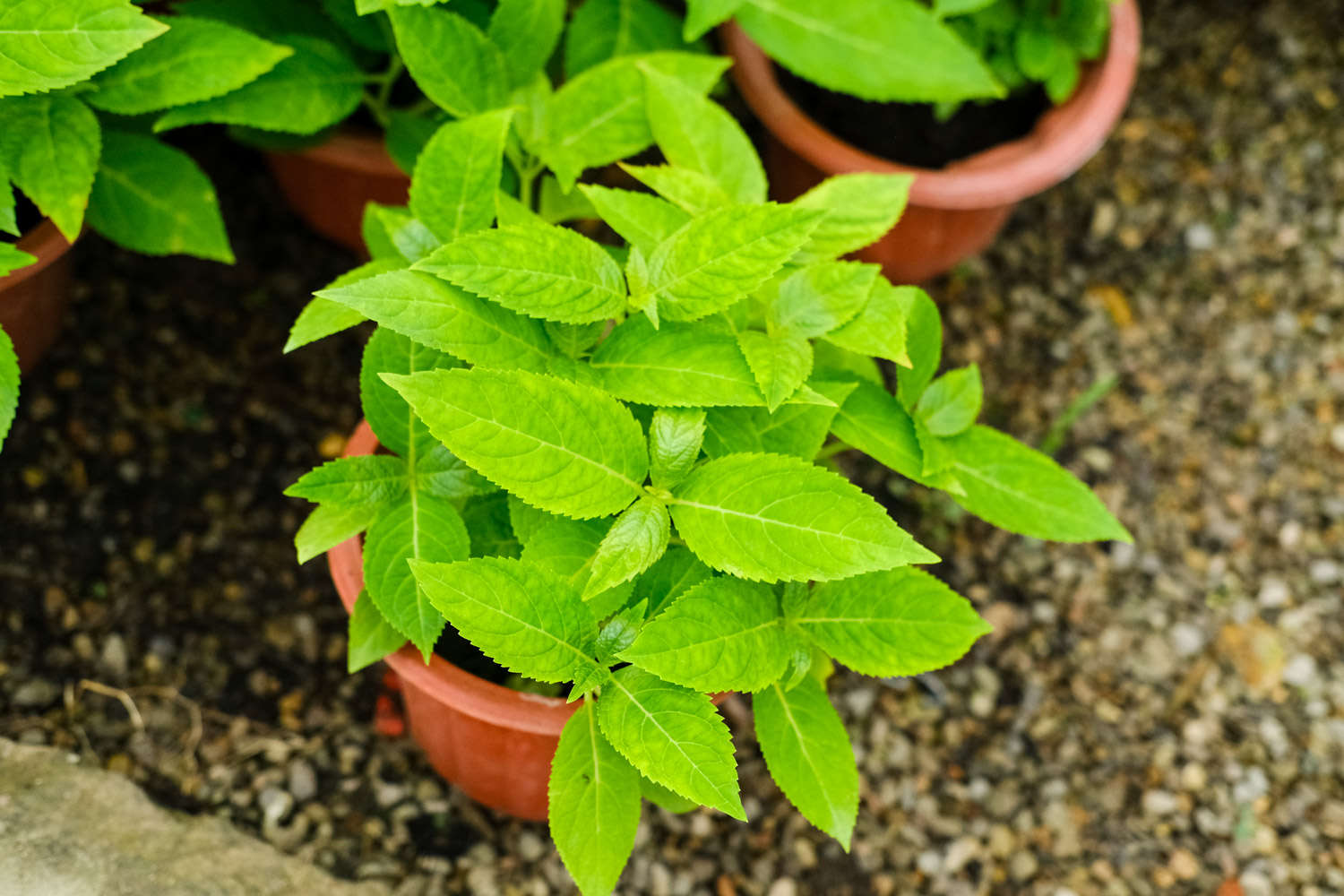 怎样让八仙花在春节开放