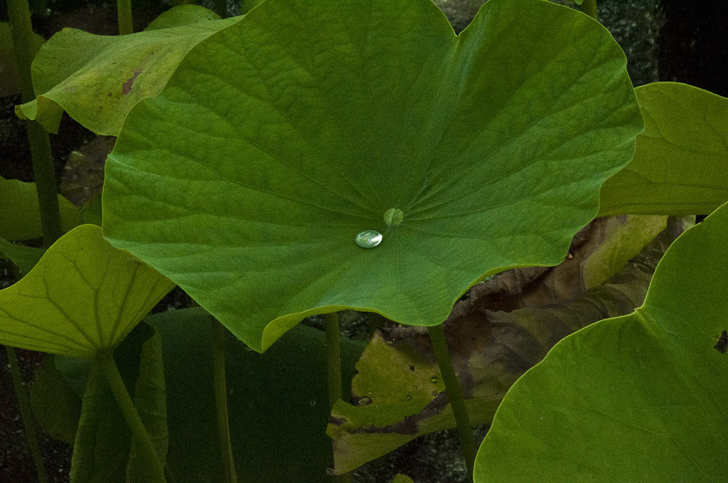 荷花怎么越冬