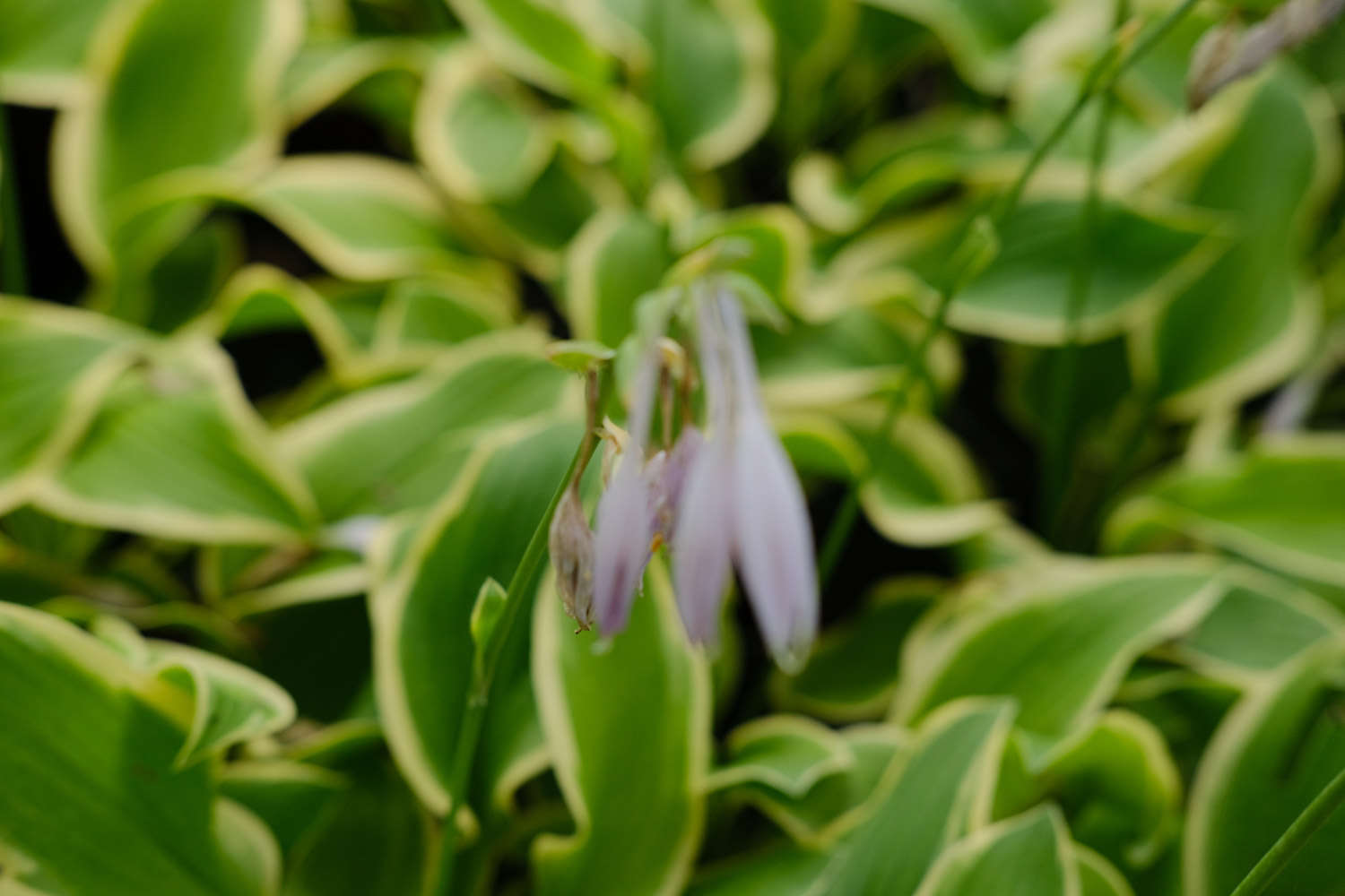 玉簪花四季管理要点