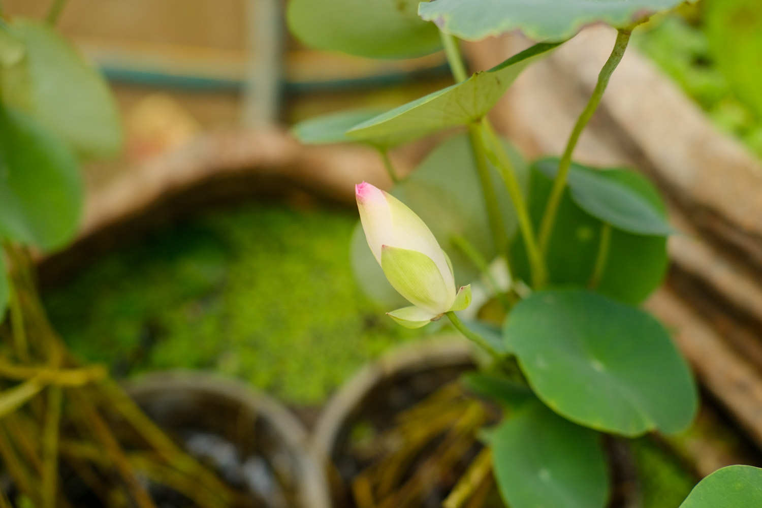 盆栽荷花如何选盆