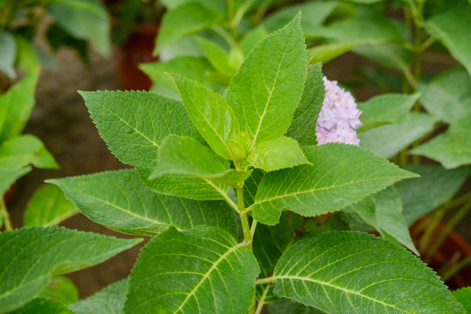 怎样让八仙花在春节开放