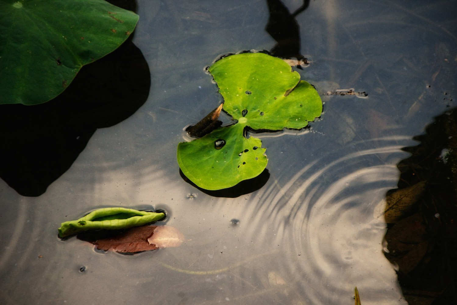 莲花的叶子发黄怎么解决，怎么处理