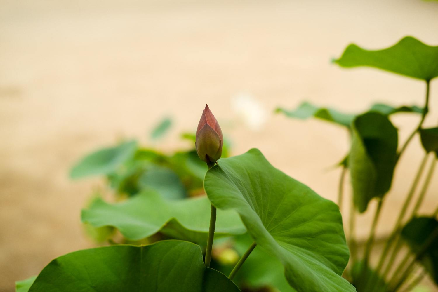 荷花竹叶子发黄怎么解决，怎么处理