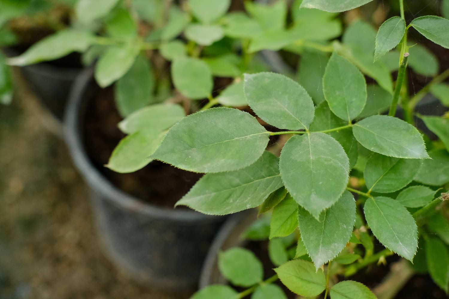 怎样让盆栽月季开花不断