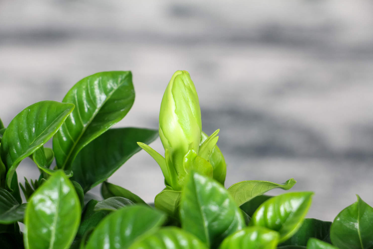 栀子花叶子发黄掉花苞的原因