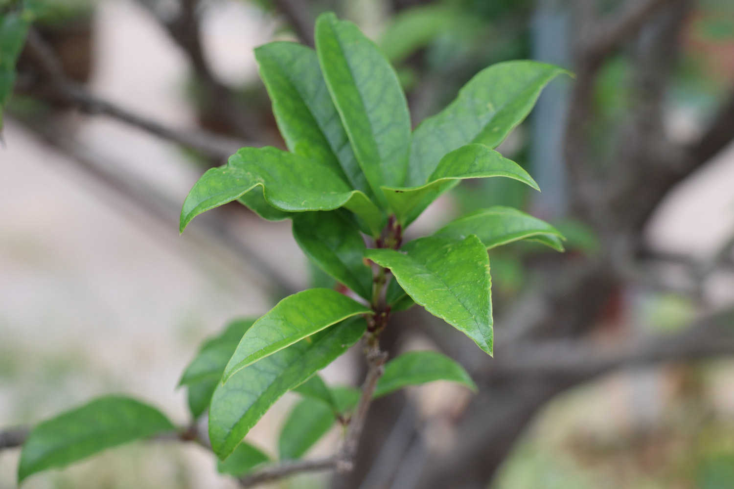 桂花烂根怎么解决，怎么处理