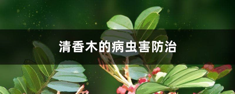 <strong>清香木的病虫害防治</strong>